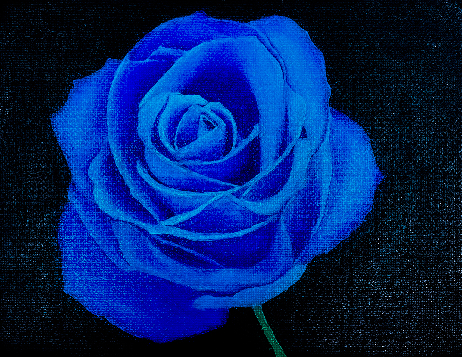 Kaitlin Barrett painting of a blue rose